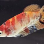 Plakat Nemo (F)