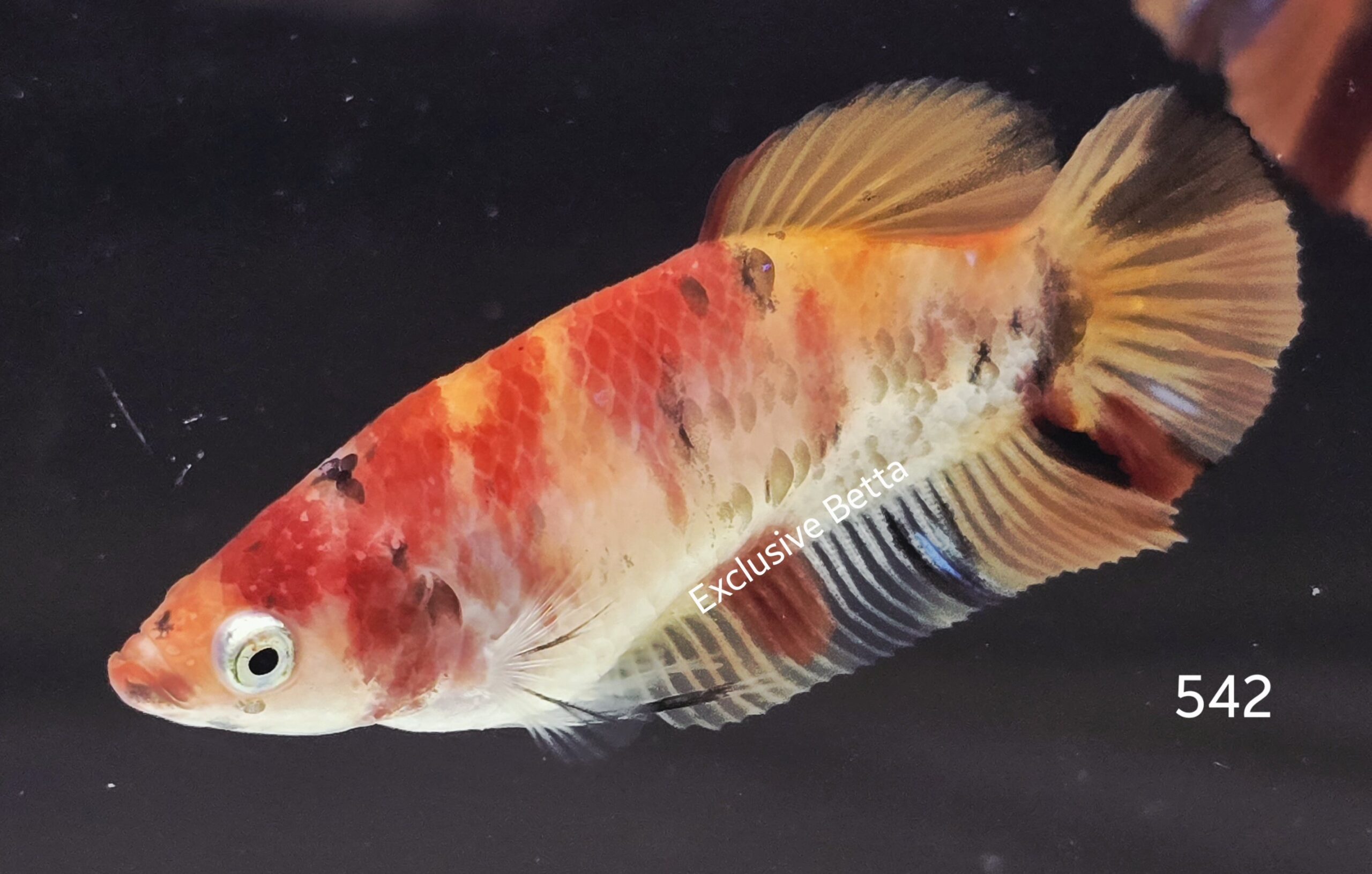 2025/05/1001031463-scaled.jpg Plakat Nemo (F) - Image 1