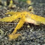 Tangerine Tiger (X10)