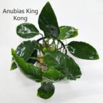 Anubias King Kong