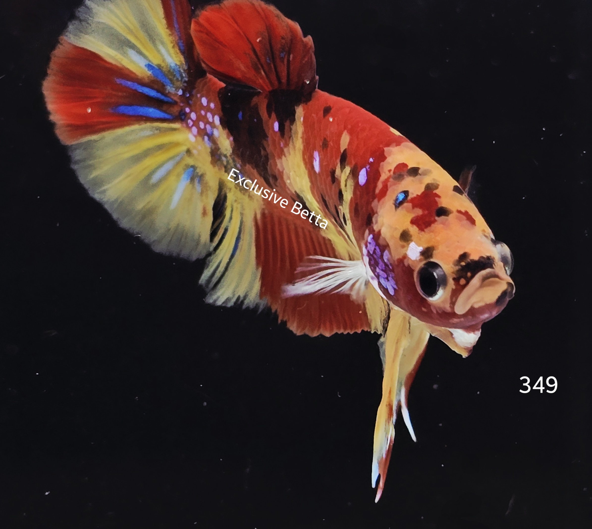 2025/06/1000979659.jpg Plakat Nemo (M) - Image 1