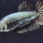 Plakat Black Dragon (F)