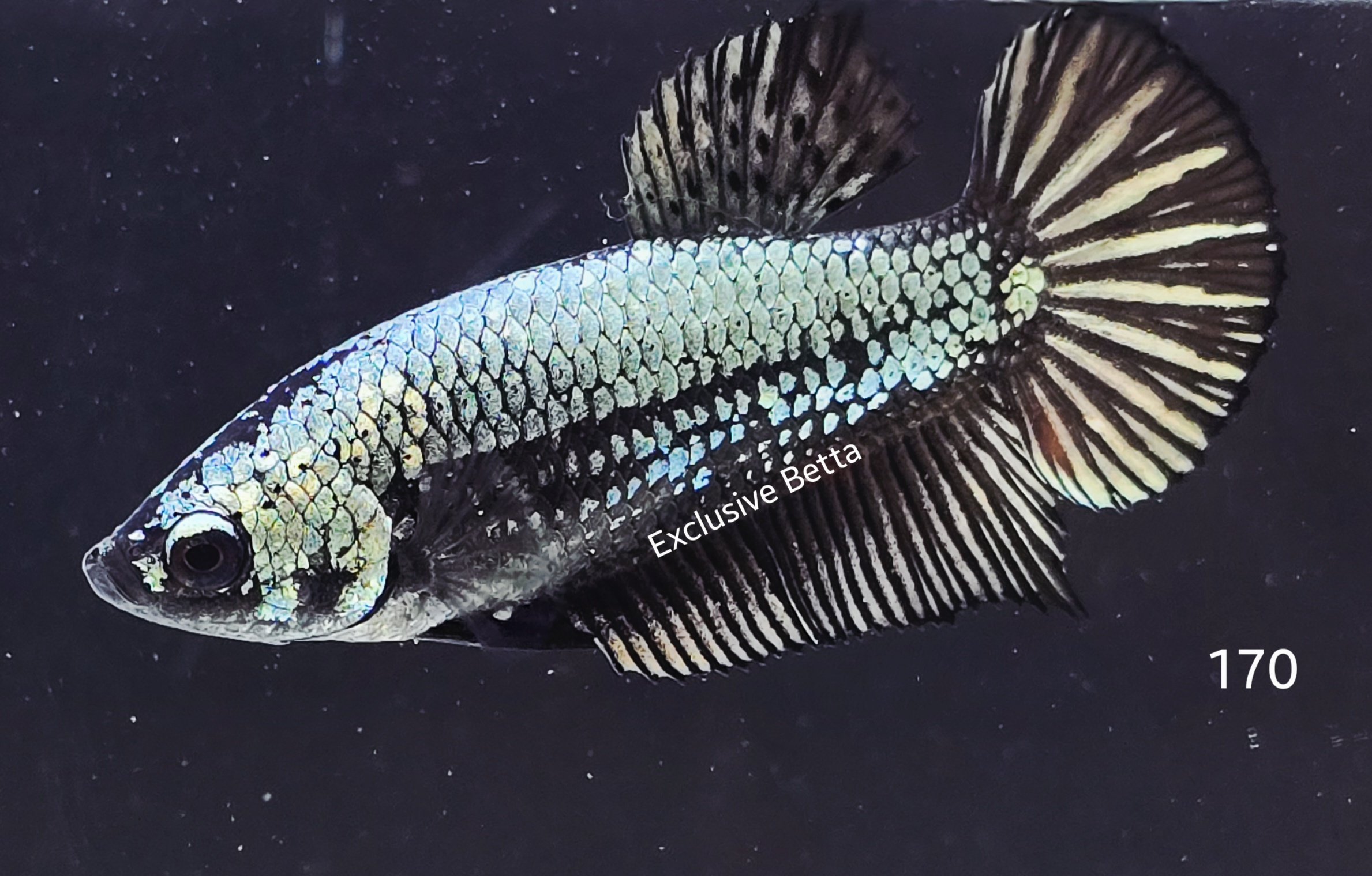 2025/06/1000982603.jpg Plakat Black Dragon (F) - Image 1