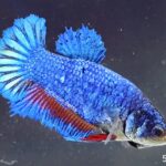 Halfmoon Fancy Dragon (F)