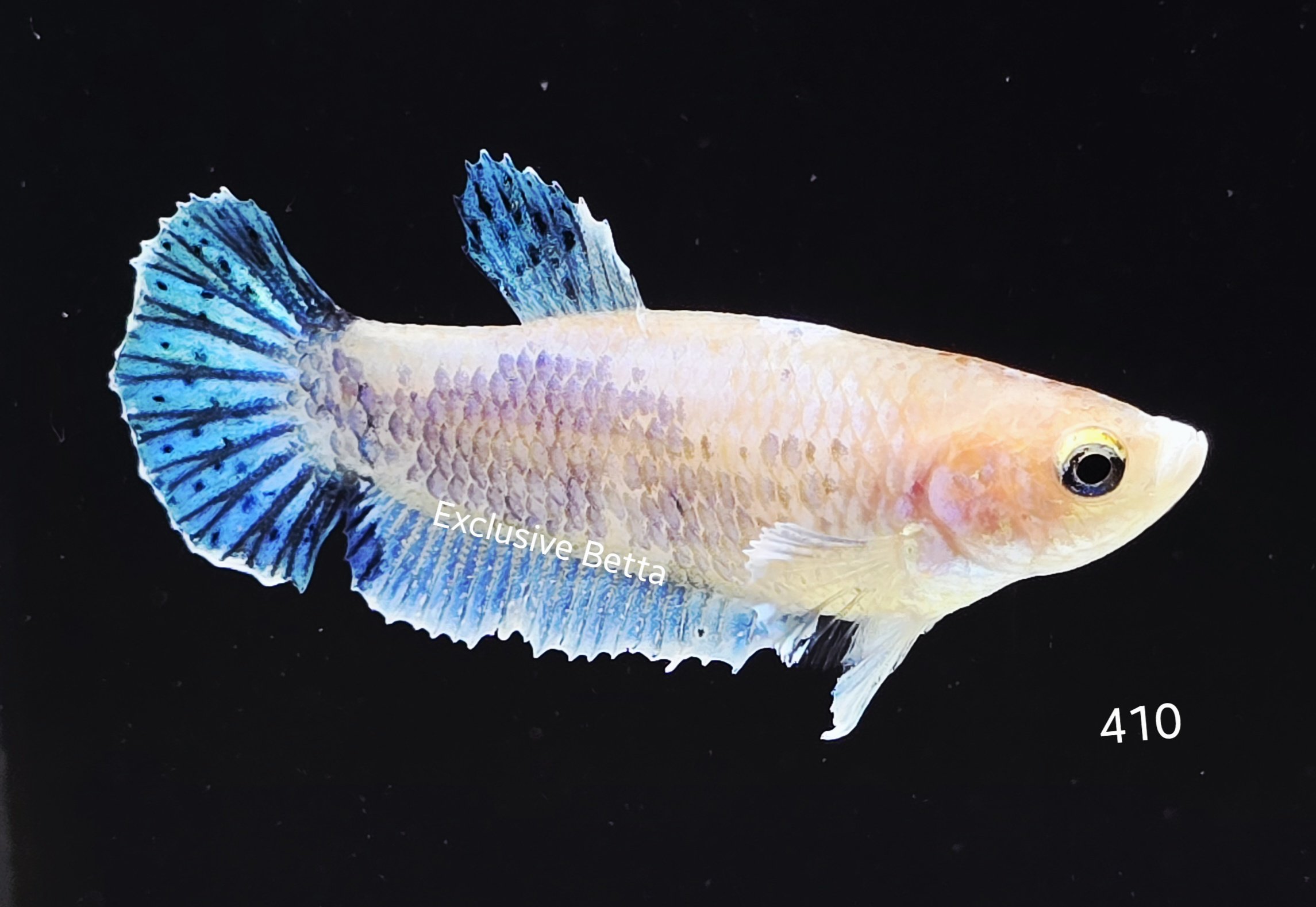 2025/06/1000982770.jpg Plakat Fancy (F) - Image 1