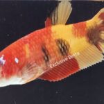 Plakat Nemo (F)