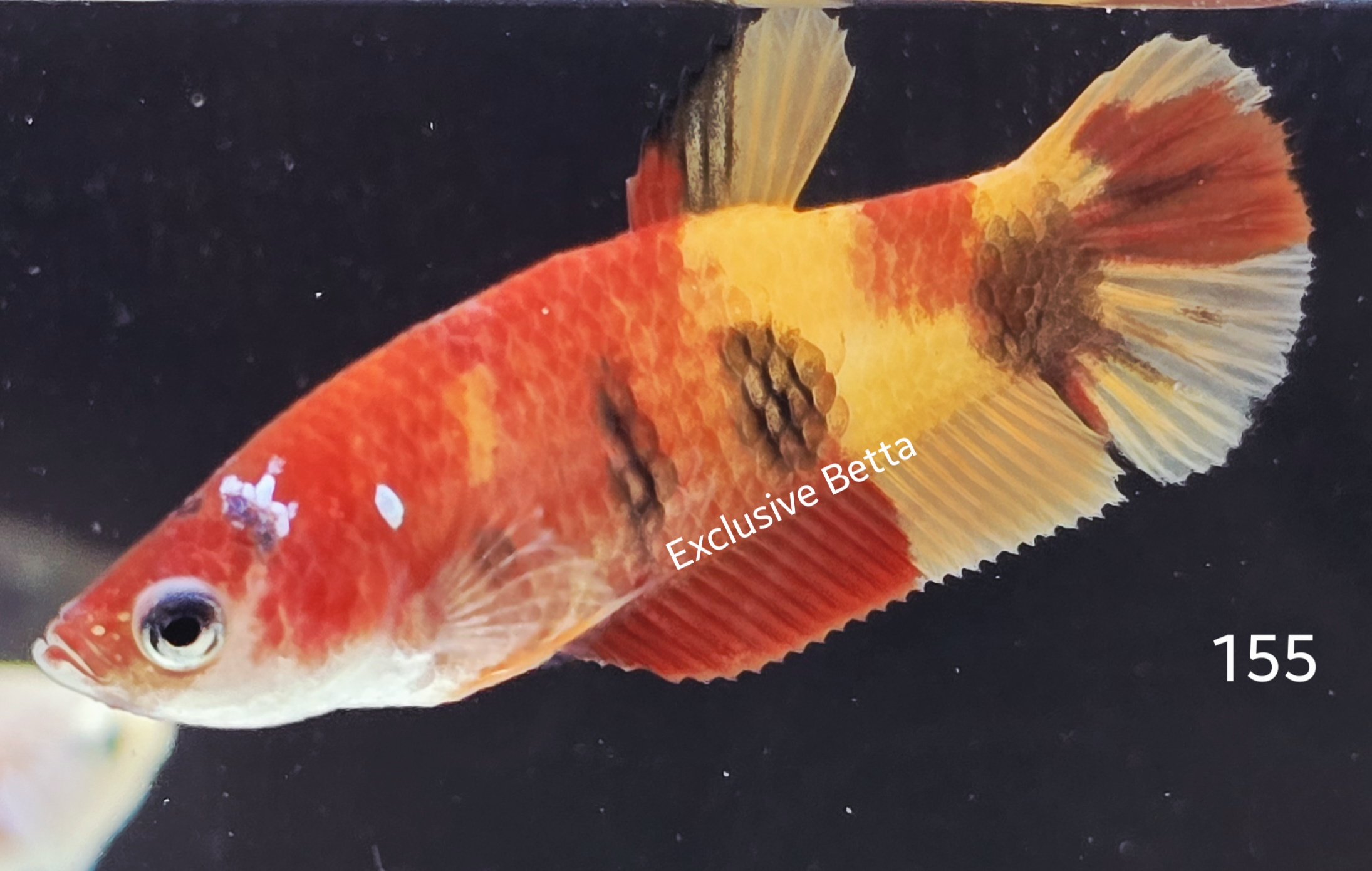 2025/06/1000982815.jpg Plakat Nemo (F) - Image 1