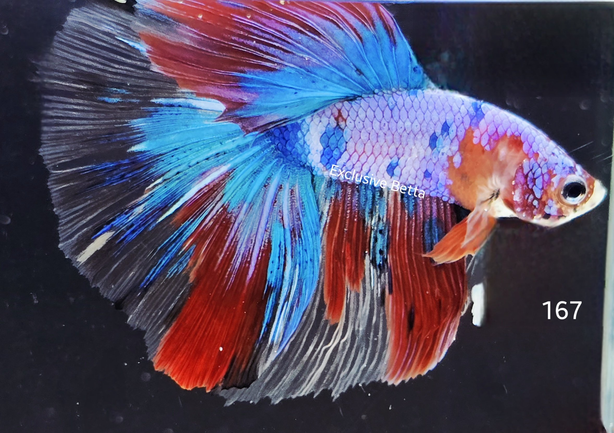 2025/06/1000995248.jpg Halfmoon Fancy (M) - Image 1