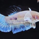 Plakat Fancy Dumbo (M)