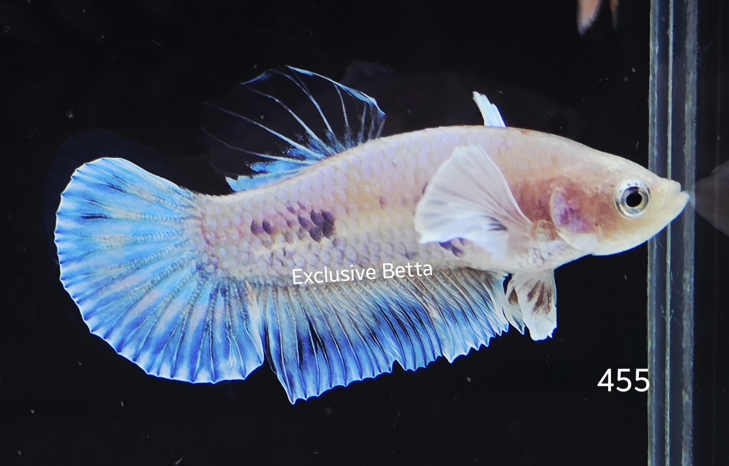 2025/06/1000997218.jpg Plakat Fancy Dumbo (M) - Image 1