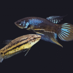 Longfin Yellow Imbellis Pair (Rare)