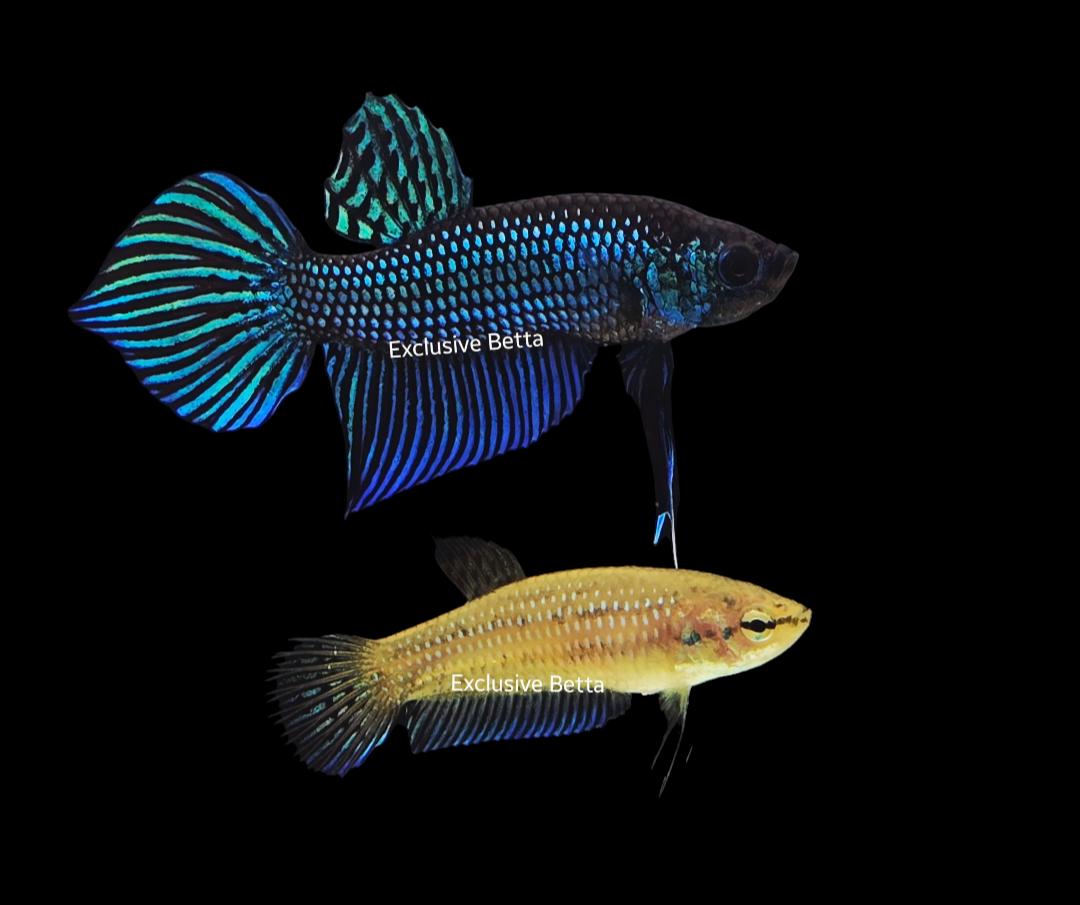 2025/06/1001004538.png Mahachai Green Pair - Image 1