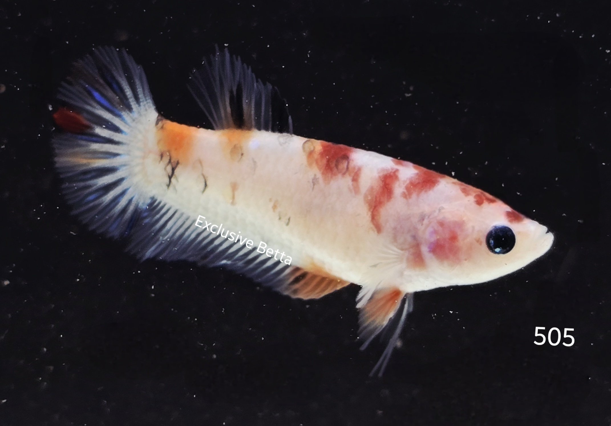 2025/06/1001013505.jpg Plakat Koi (F) - Image 1