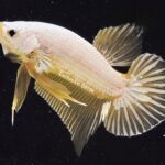 Plakat Yellow Dragon (M)