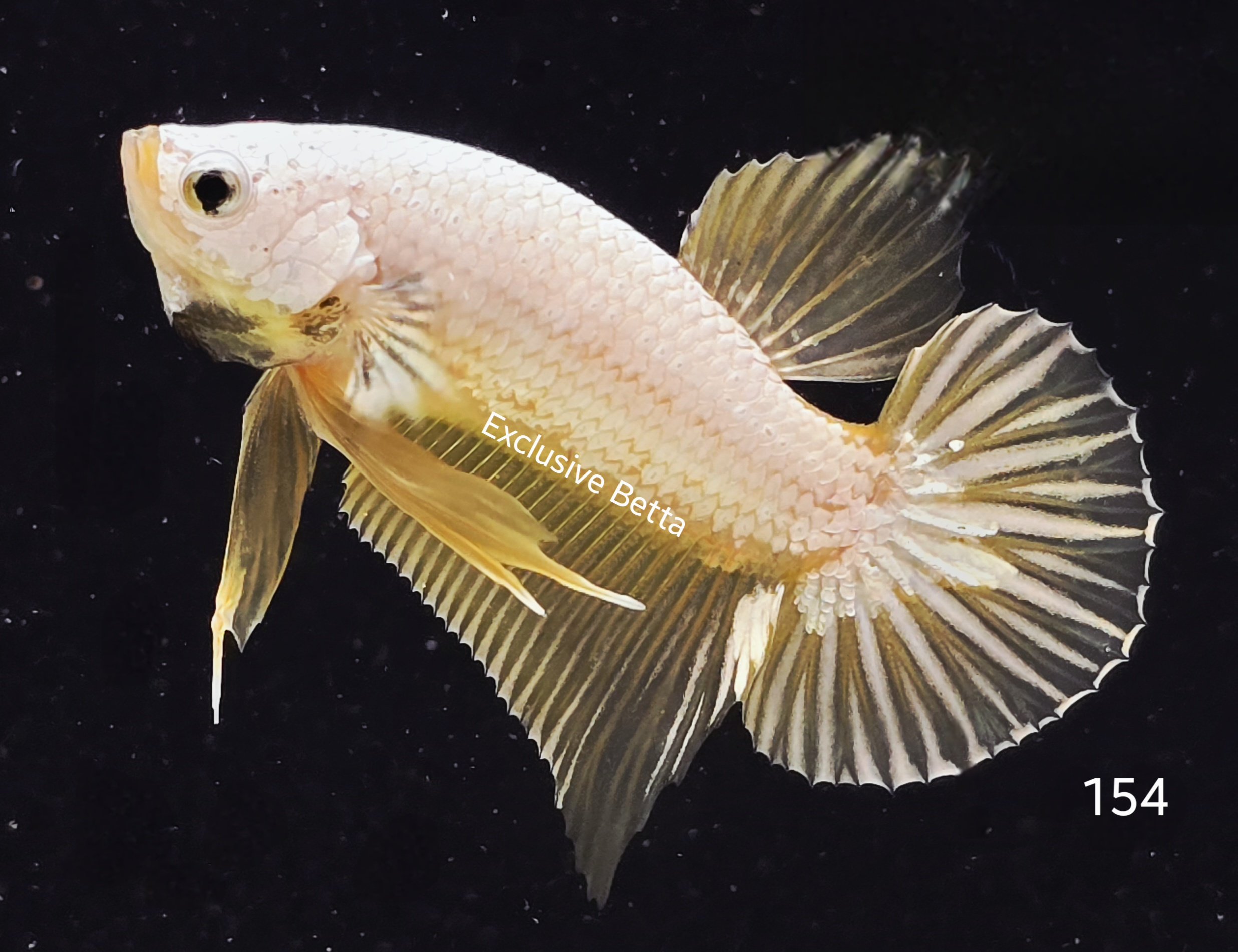 2025/06/1001013526.jpg Plakat Yellow Dragon (M) - Image 1