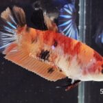 Plakat Nemo (F)
