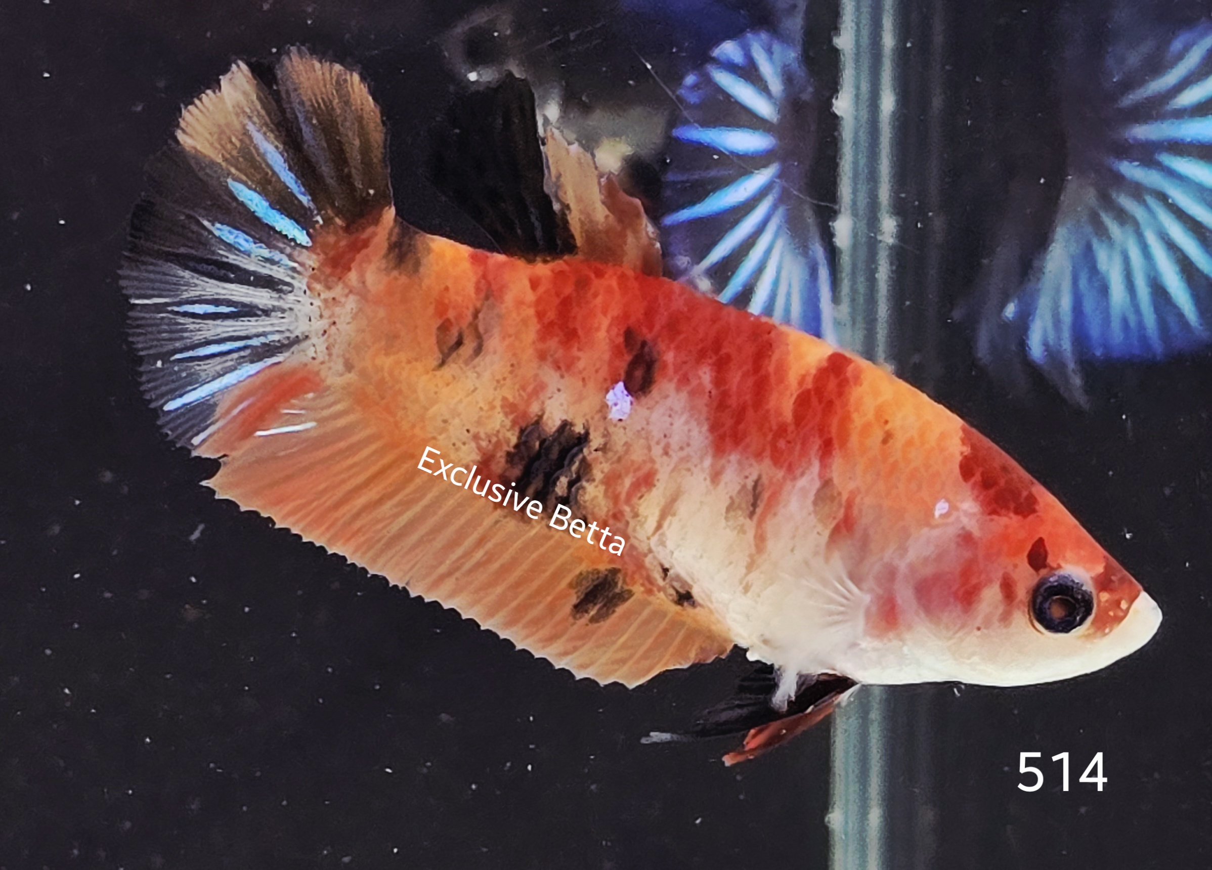 2025/06/1001013638.jpg Plakat Nemo (F) - Image 1