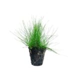 Hair Grass Dwarf