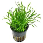 Lilaeopsis brasiliensis