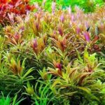 Limnophila aromatica - Image 2