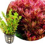 Rotala Blood Red - Image 2