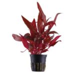 Altheranthera R rosanervig