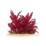 Altheranthera reineckii mini