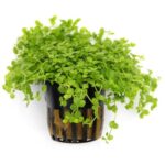 Micranthemum sp 'Monte Carlo'