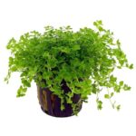 Hemianthus micranthemoides 'Pearl Weed'