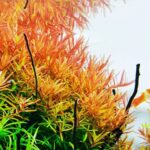 Rotala Ceylon - Image 2
