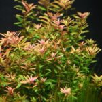 Rotala Ceylon - Image 3