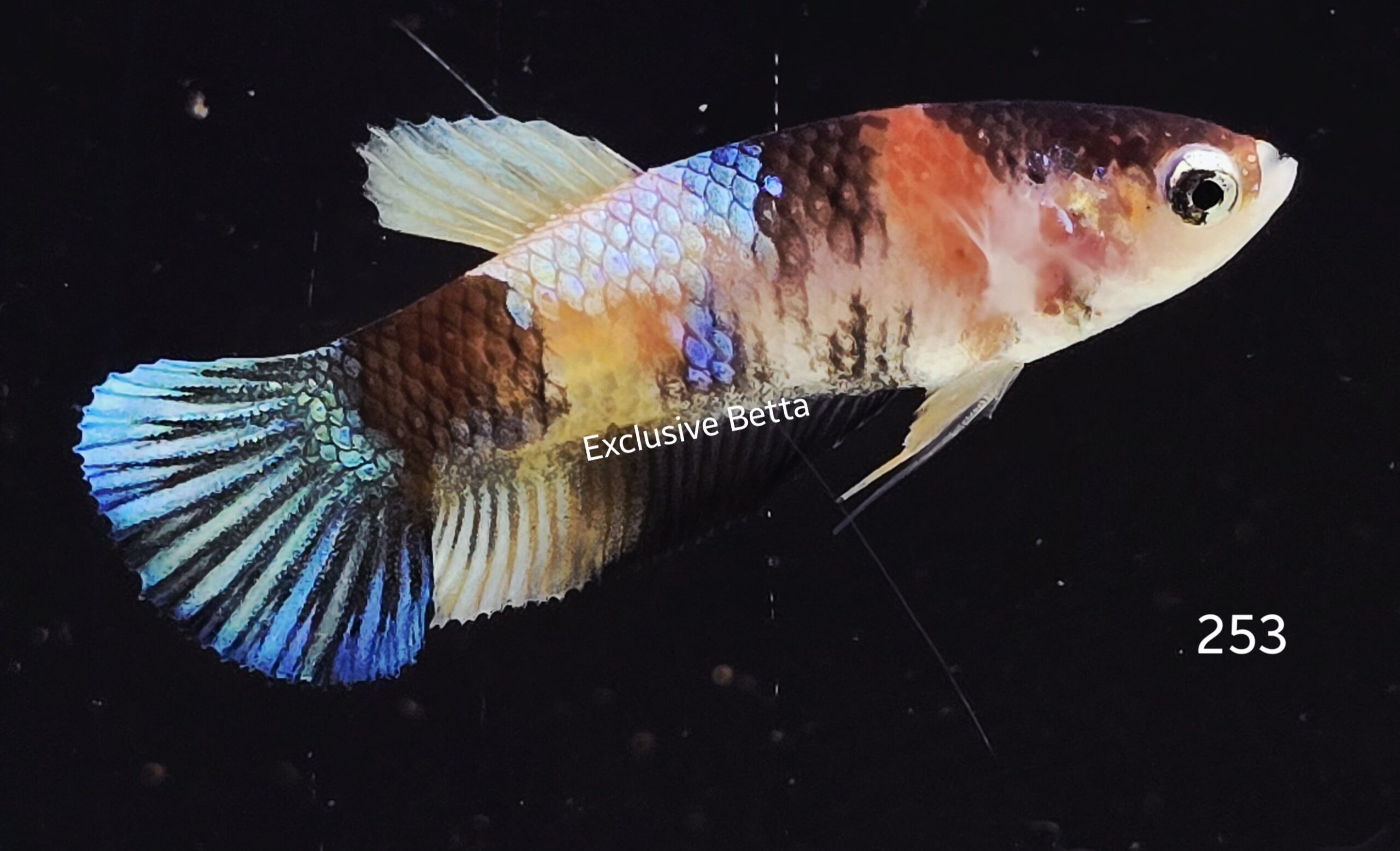 2025/06/1001031552-scaled.jpg Plakat Candy (F) - Image 1