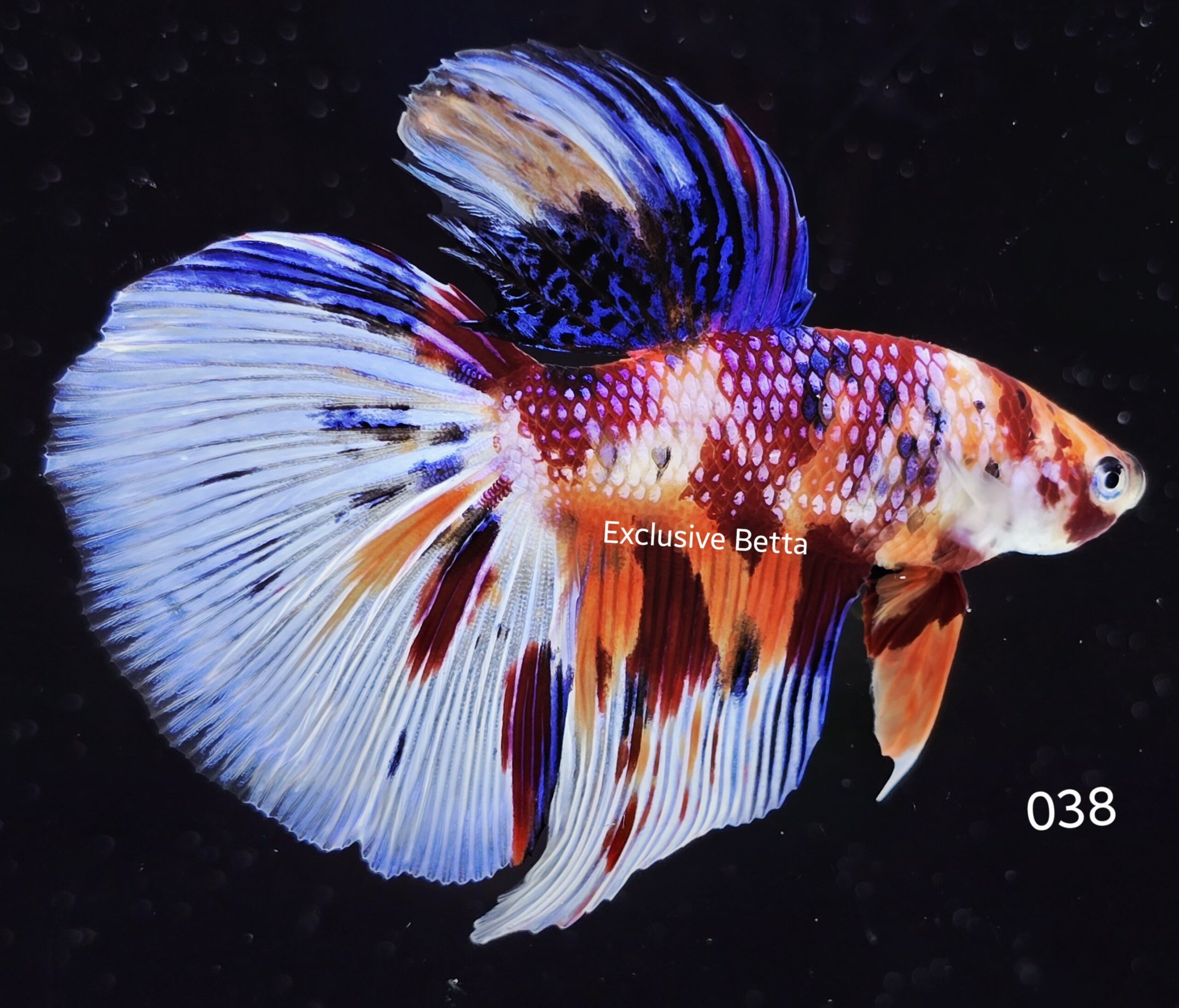 2025/06/1001046711-scaled.jpg Halfmoon Koi (M) - Image 1