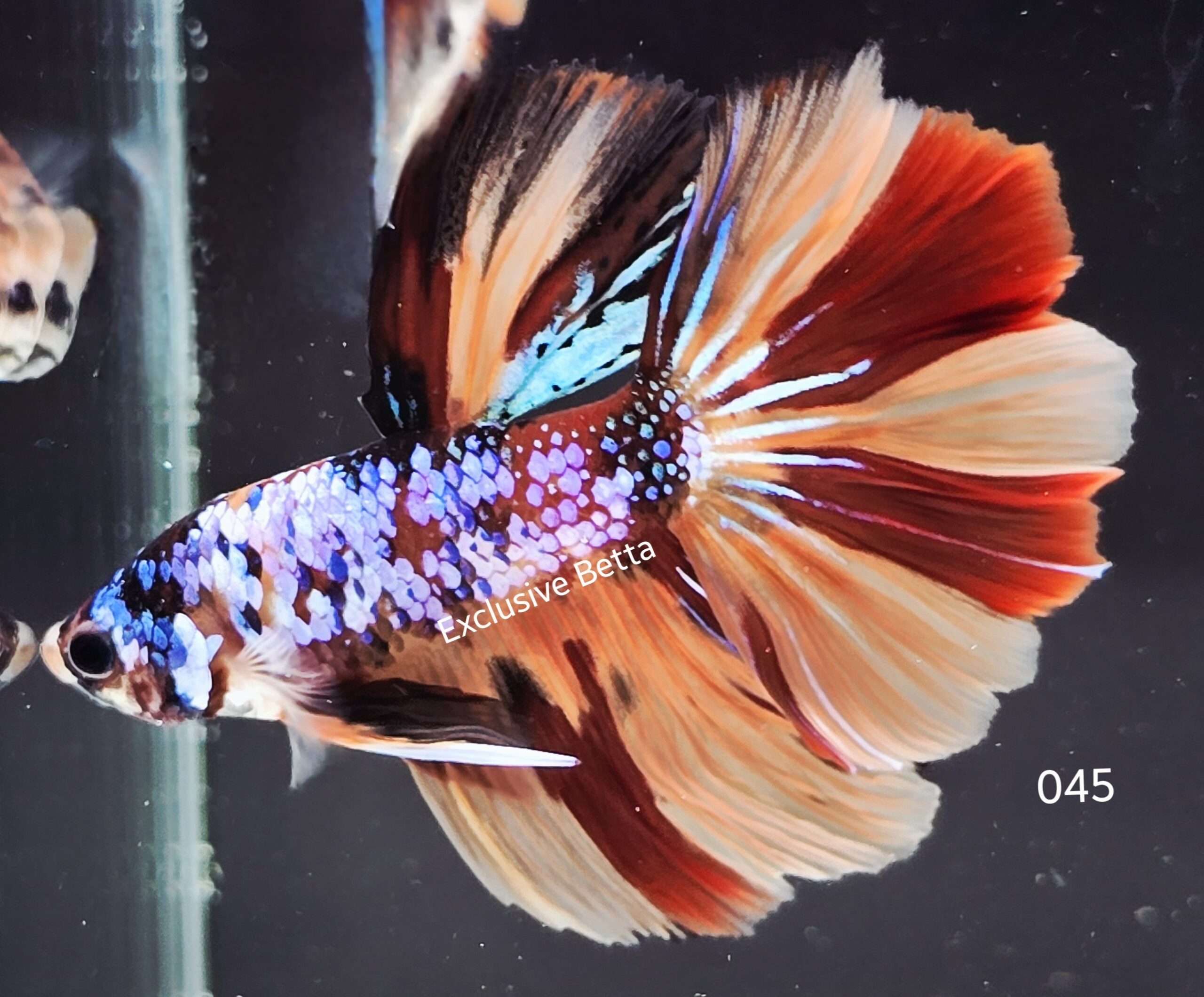 2025/06/1001046736-scaled.jpg Halfmoon Koi (M) - Image 1