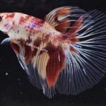 Halfmoon Koi (M)