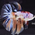 Halfmoon Koi (M)