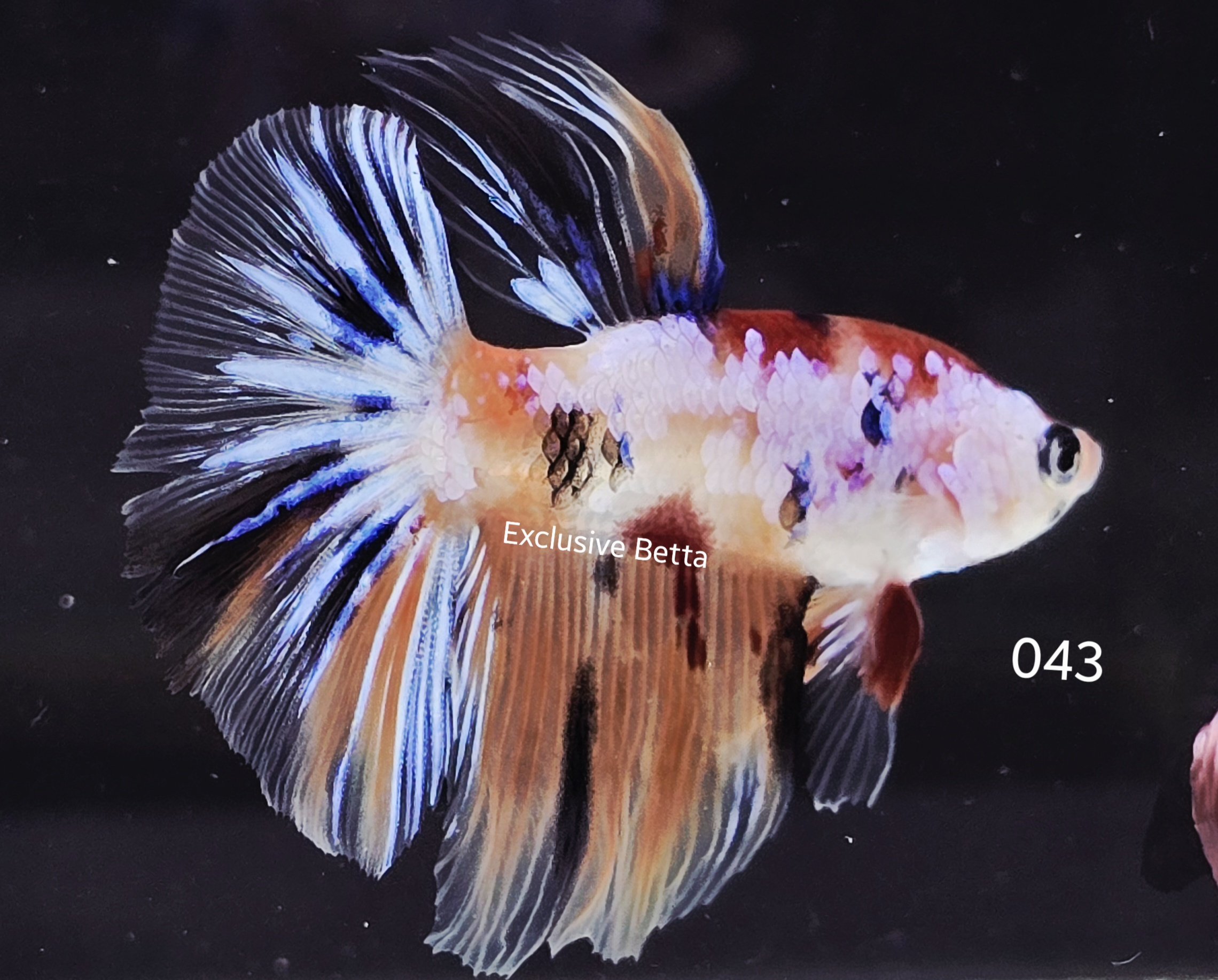 2025/06/1001046866.jpg Halfmoon Koi (M) - Image 1