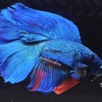 Halfmoon Doubletail (M)