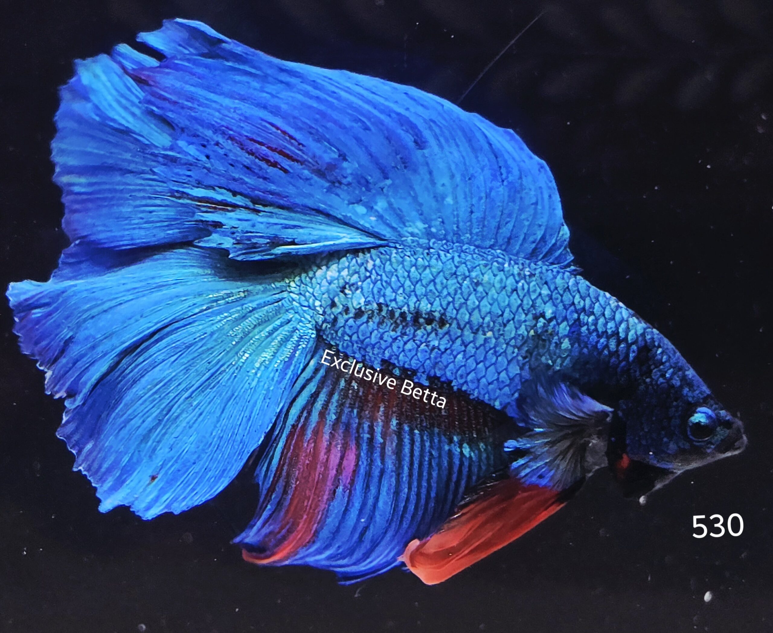 2025/06/1001047066-scaled.jpg Halfmoon Doubletail (M) - Image 1