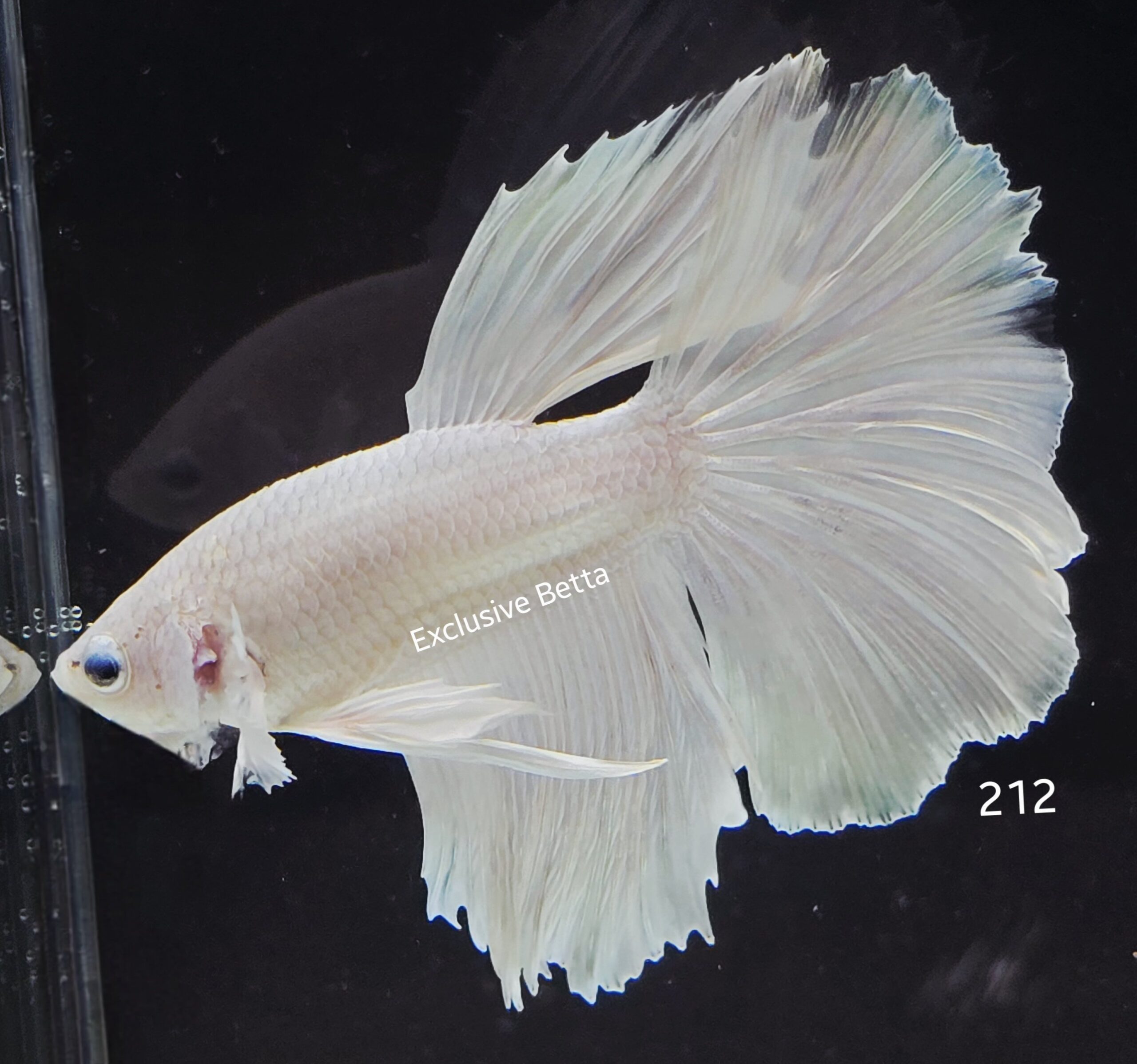 2025/06/1001047075-scaled.jpg Halfmoon Platinum Dumbo (M) - Image 1