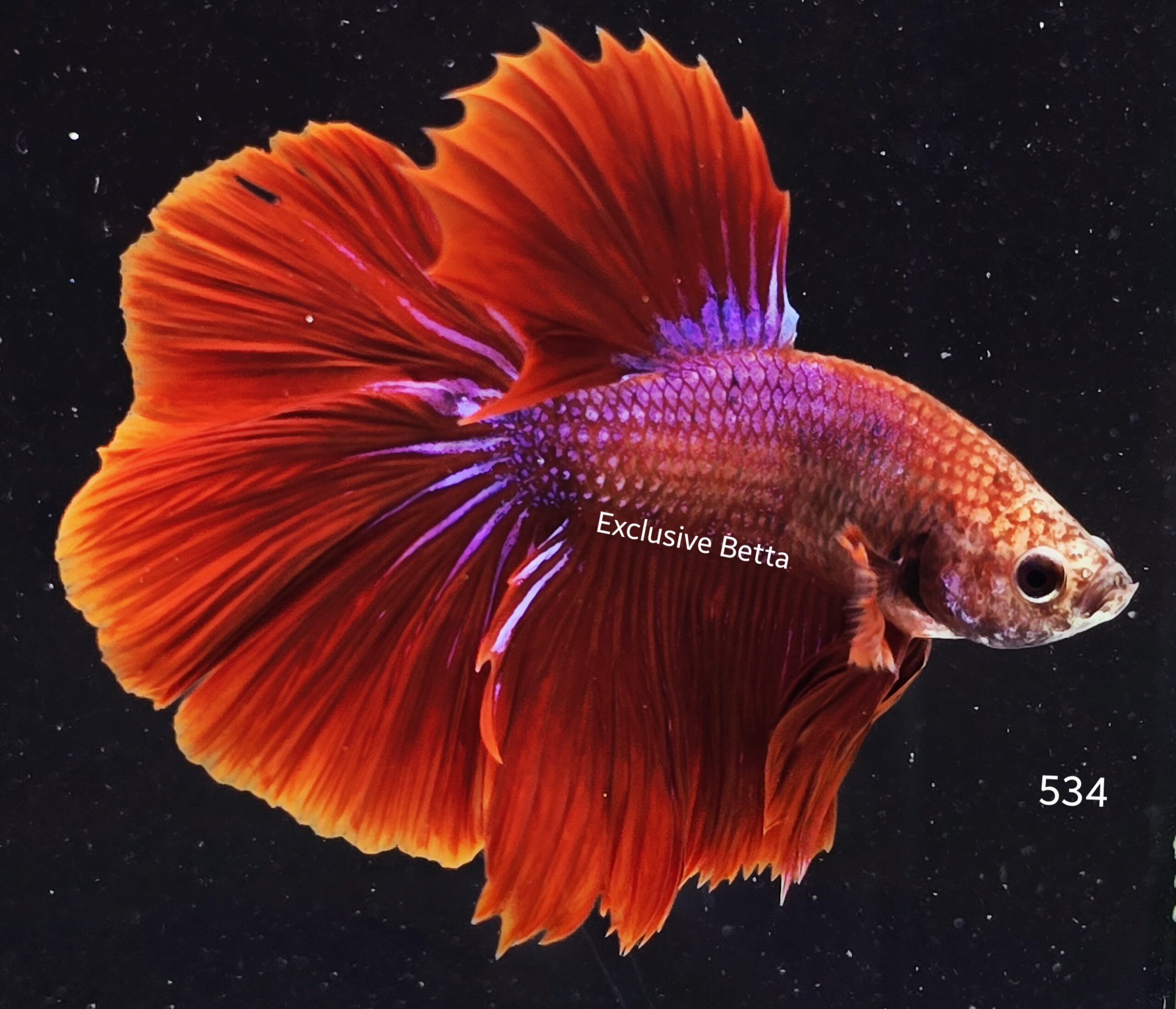 2025/06/1001047121-scaled.jpg Halfmoon Fancy (M) - Image 1