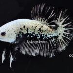 Plakat Black Samurai (M)