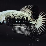 Plakat Black Samurai (M)