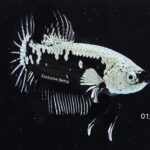 Plakat Black Samurai (M)