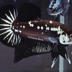 Plakat Black Samurai (M)