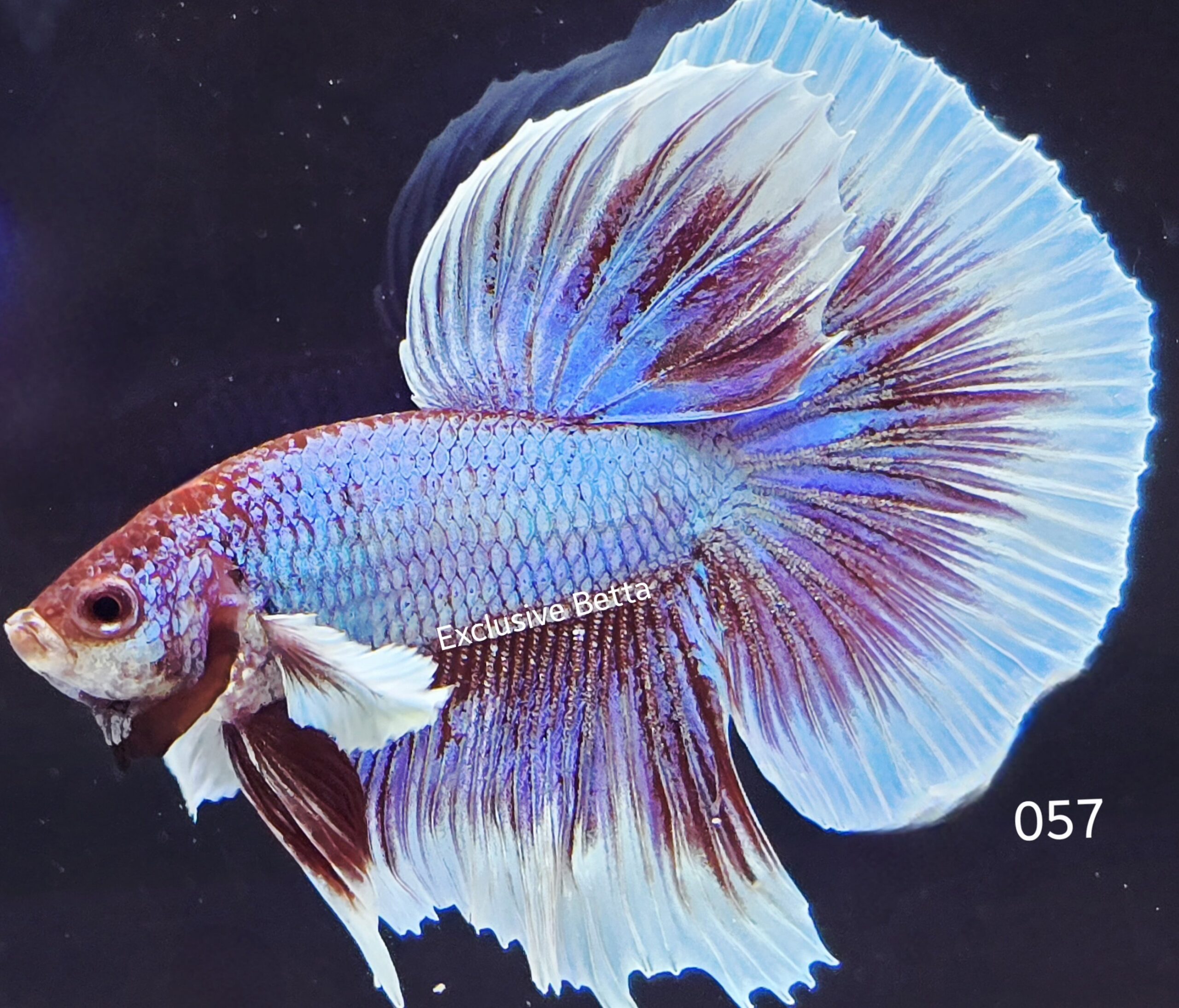 2025/06/1001050440-scaled.jpg Halfmoon Dumbo (M) - Image 1