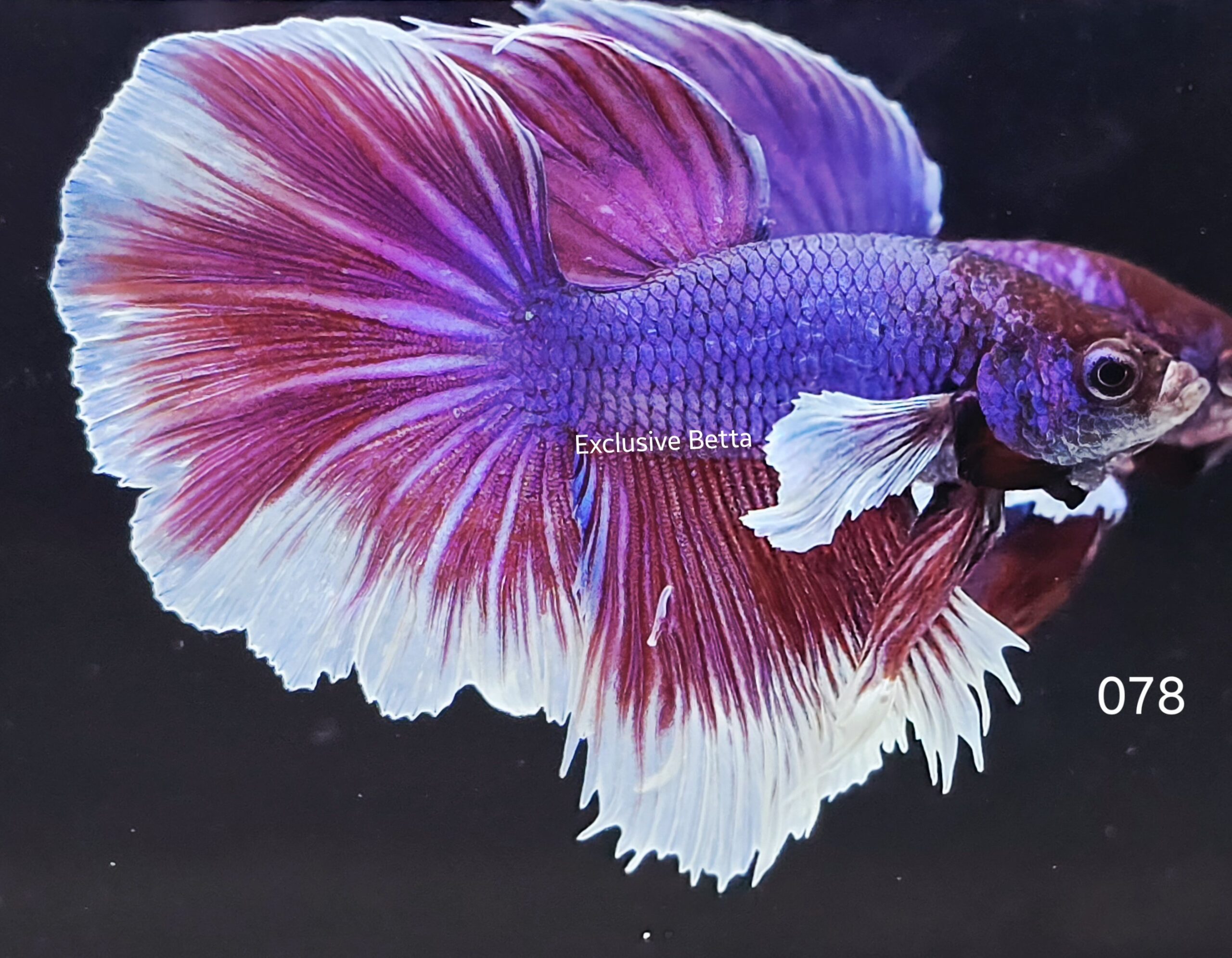 2025/06/1001050456-scaled.jpg Halfmoon Dumbo (M) - Image 1