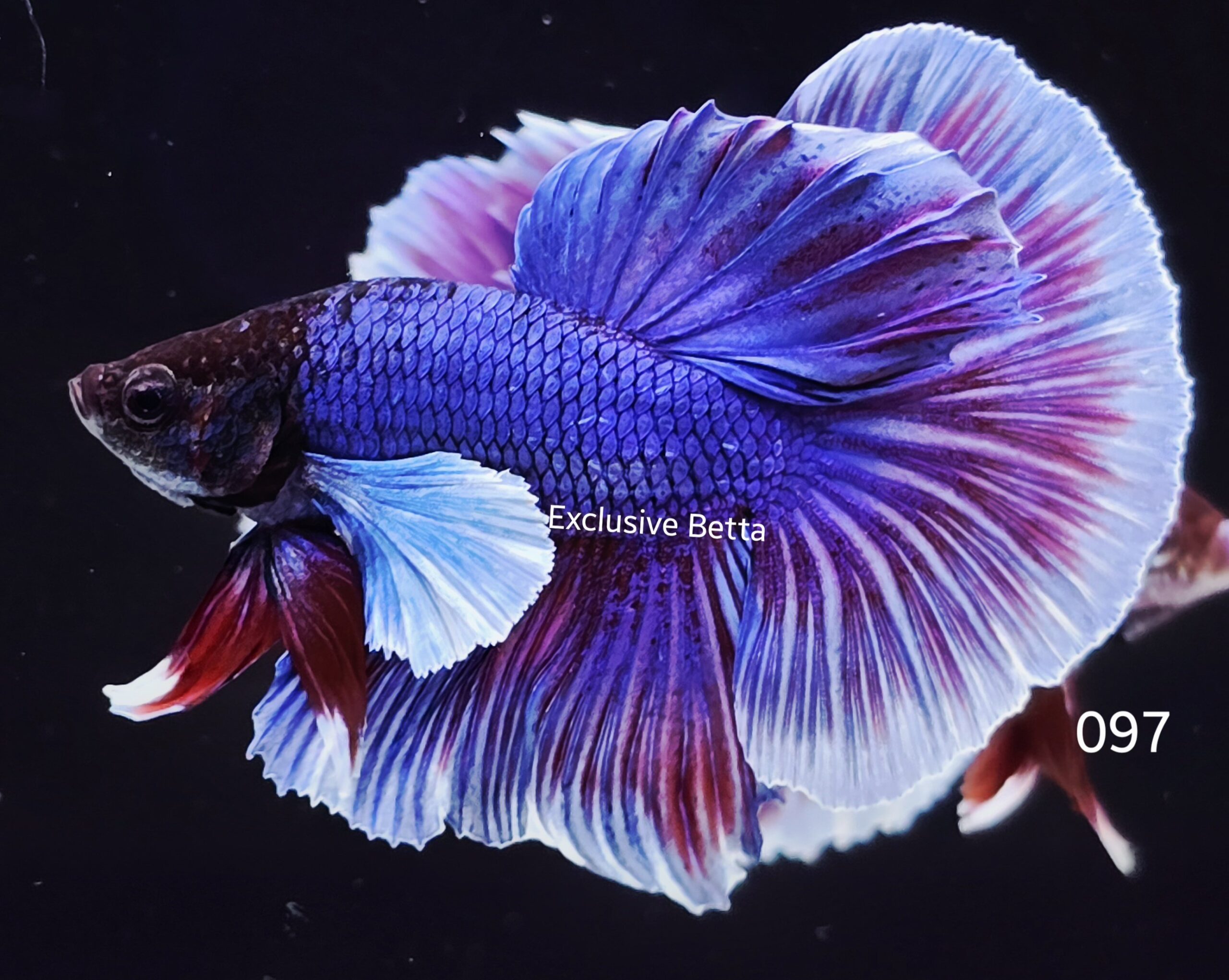 2025/06/1001050486-scaled.jpg Halfmoon Dumbo (M) - Image 1