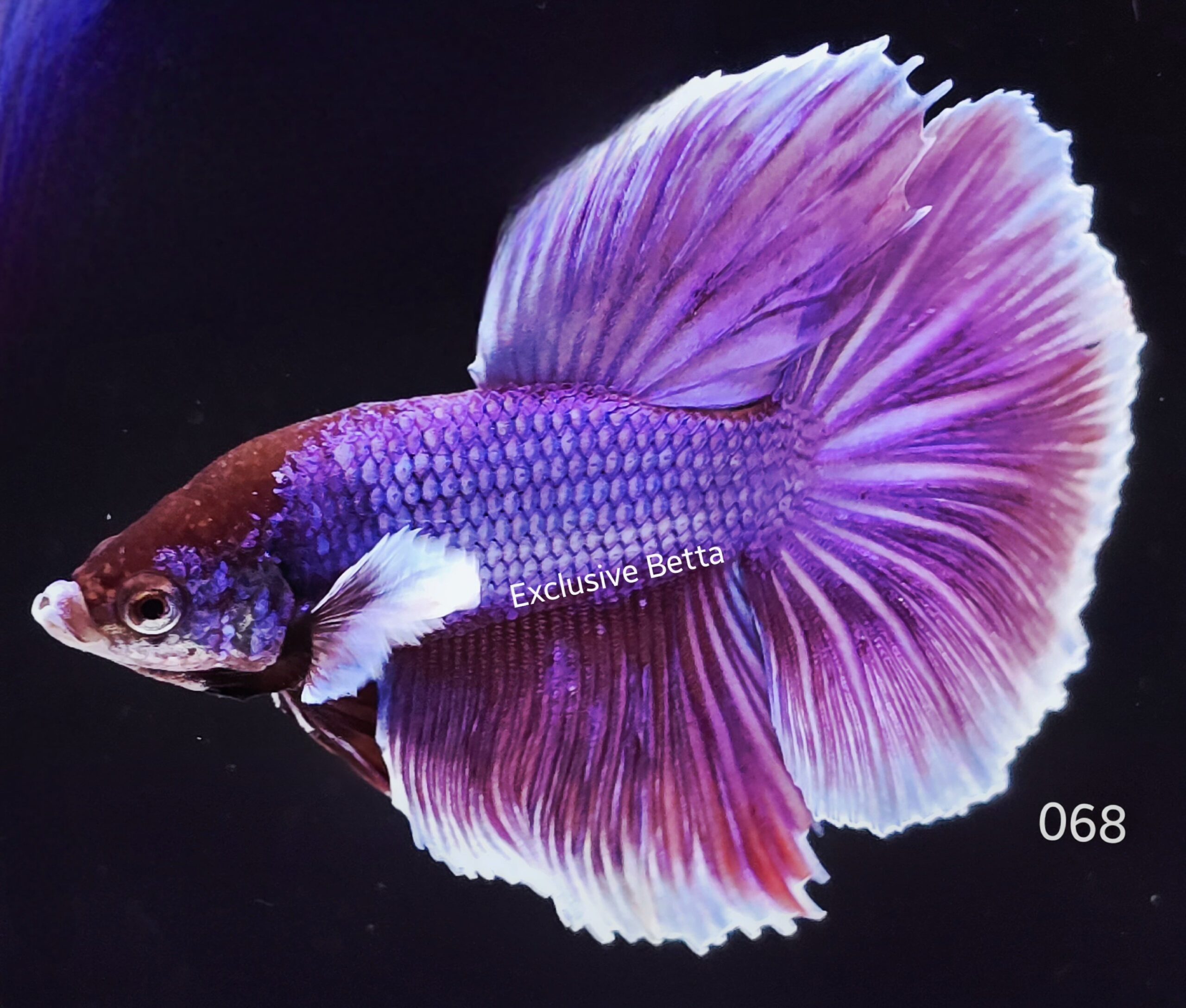 2025/06/1001050487-scaled.jpg Halfmoon Dumbo (M) - Image 1