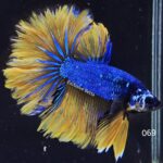 Rosetail Mustard Gas (M)